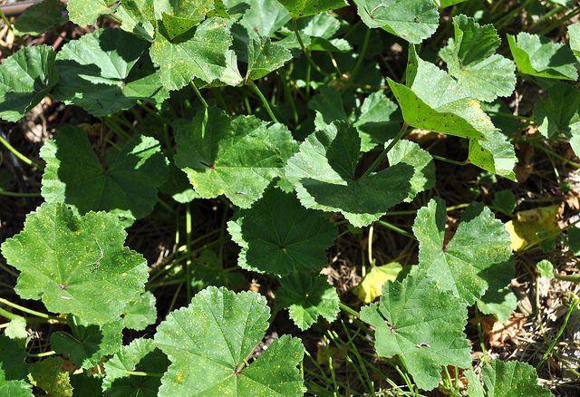 Mallow Neglecta NY State IPM Program at Cornell University