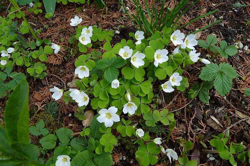 Wood sorrel