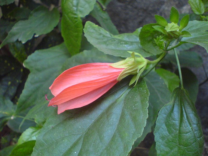 Turk's cap