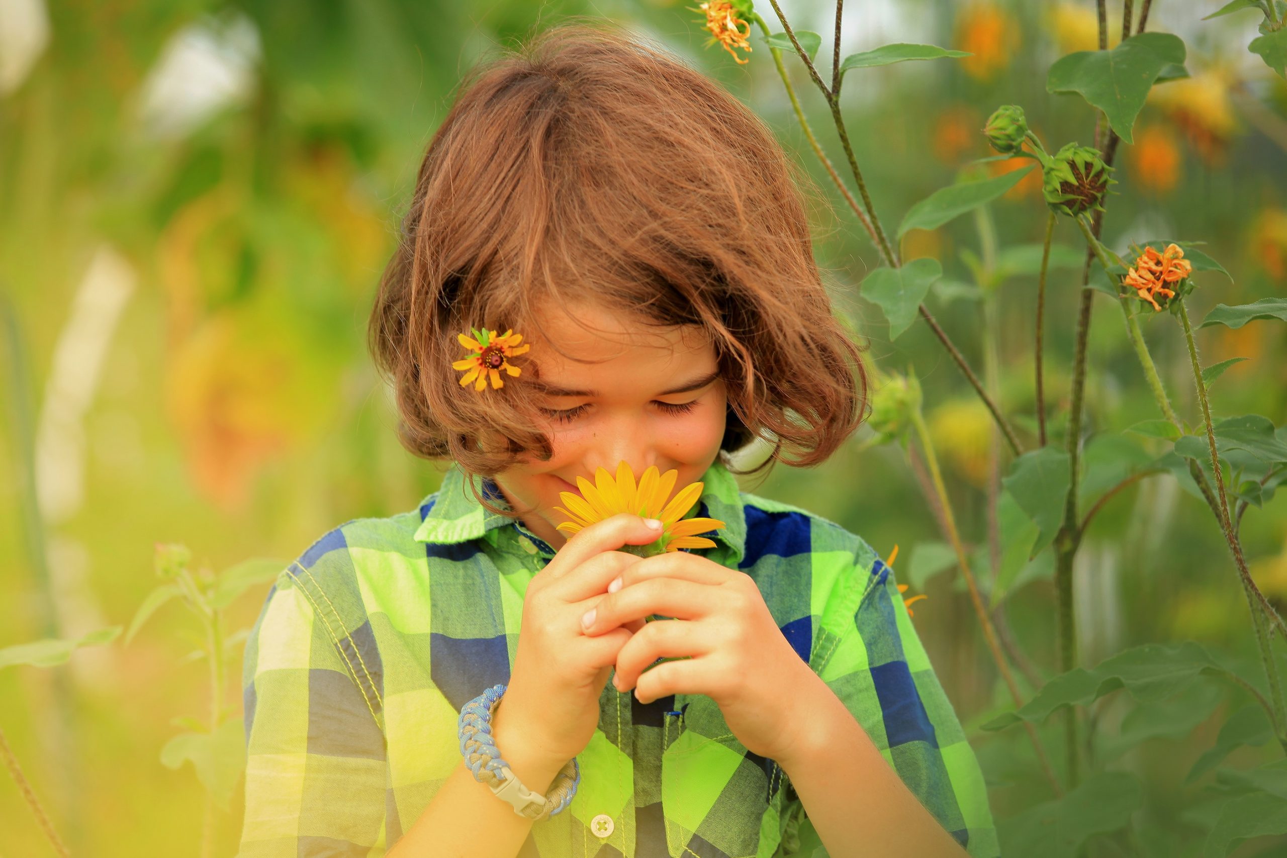 Sunflower