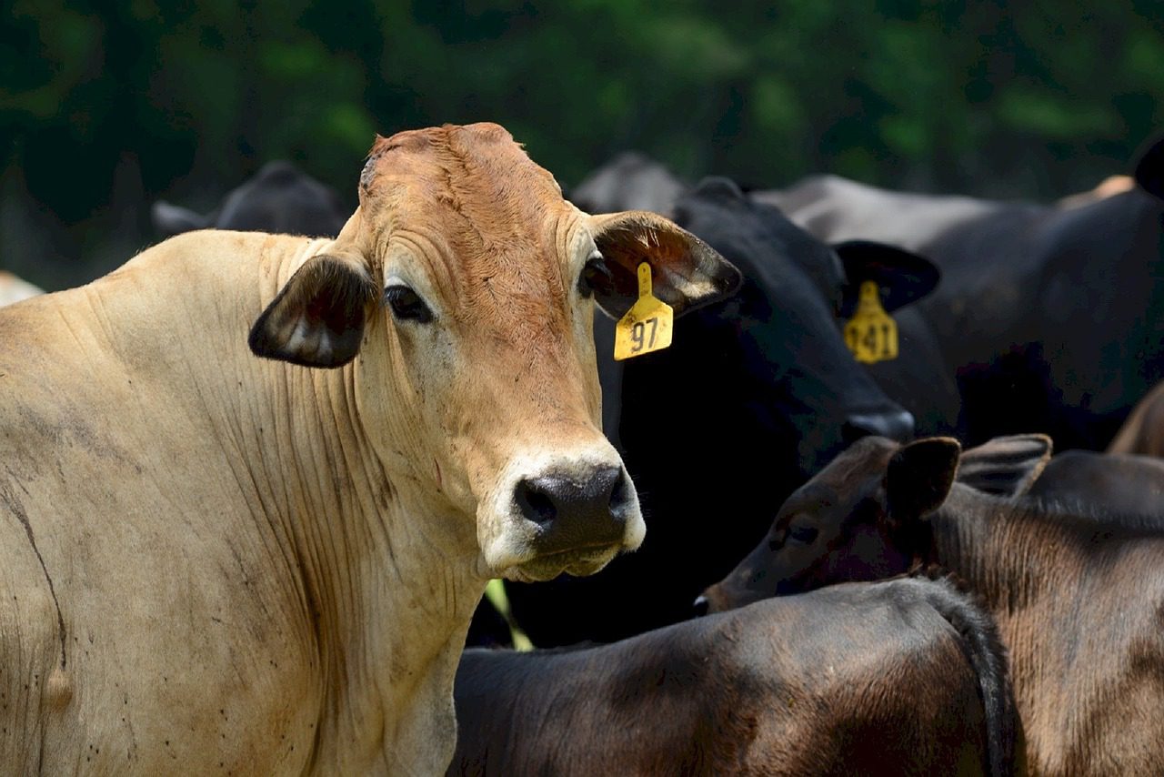 Locally sourced meat in Austin