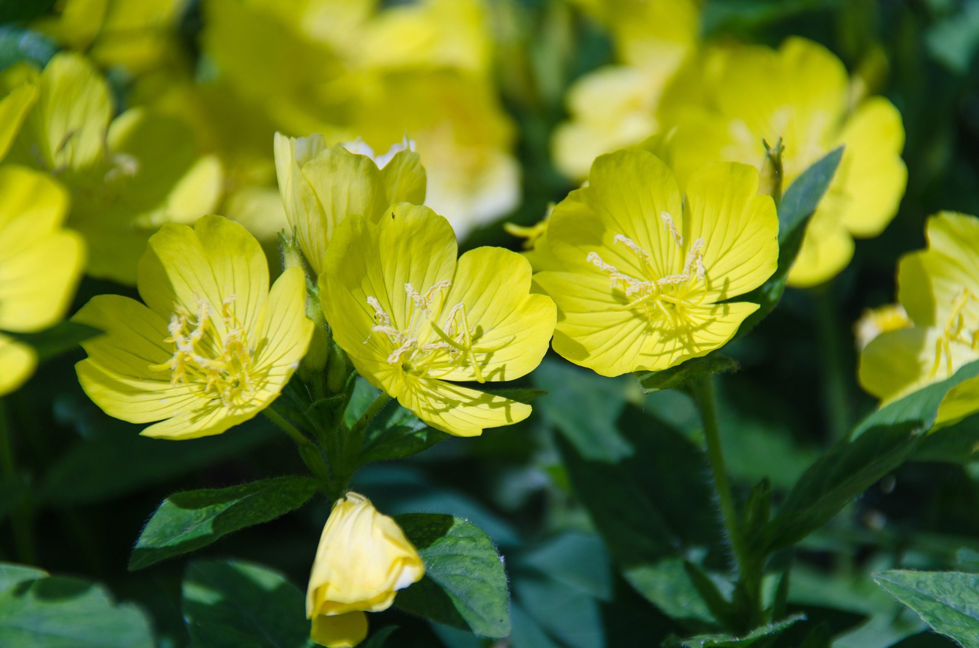 evening primrose